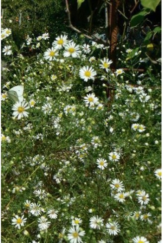 Aster datschii