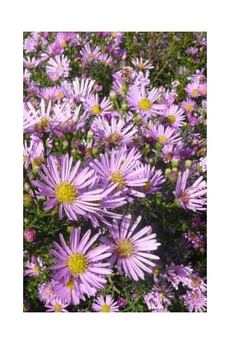 Aster ericoïdes 'Pink Cloud'