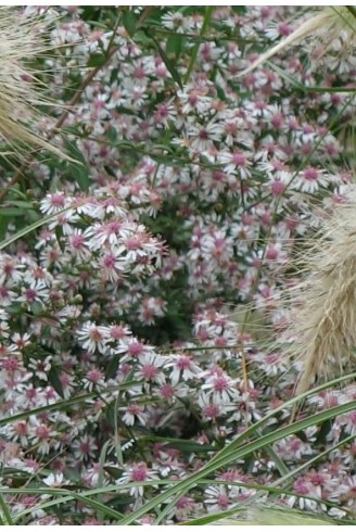 Symphyotrichum lateriflorum...