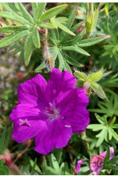 Geranium vivace fleur rose