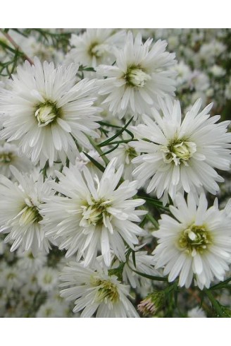 Aster pringlei 'Monte...