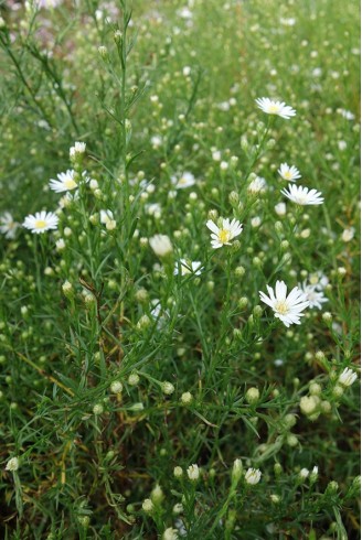 Aster pringlei 'Monte Cassino'