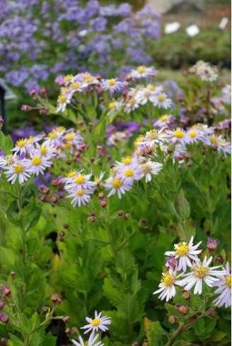 Aster trifoliatus...