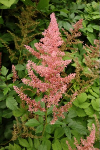 Astilbe 'Anita Pfeifer'