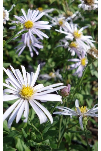 Aster (Symphyotrichum) n.b...