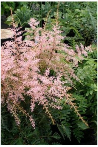 Astilbe 'Sprite'