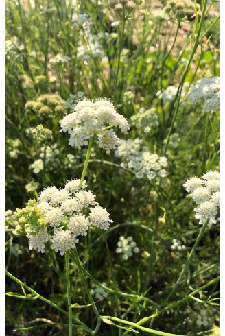Bunium bulbocastanum fleur