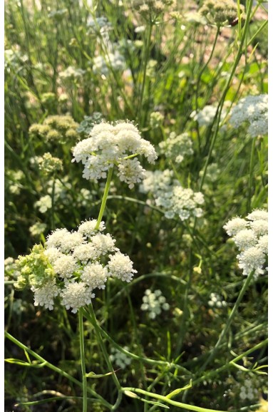 Bunium bulbocastanum fleur