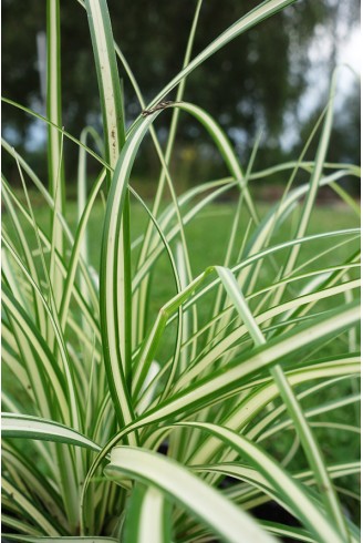 Carex evergold plante