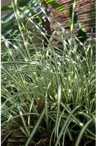 carex evergold terrasse