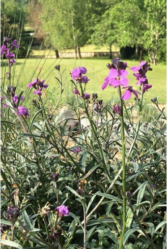 Giroflée à fleurs mauves