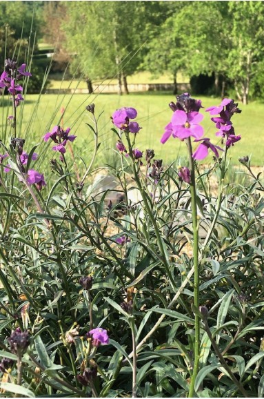 Giroflée à fleurs mauves
