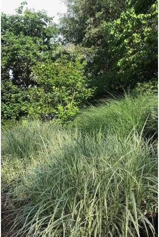 Jardin de graminées