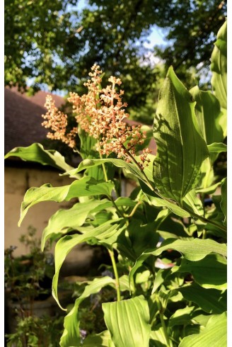 Maianthemum racemosum
