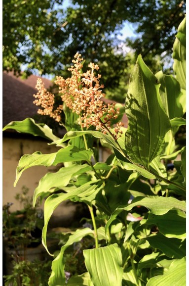 Maianthemum racemosum