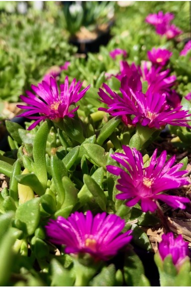 Ficoide rose