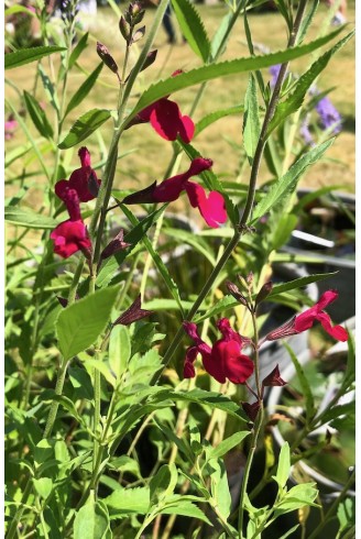 Sauge arbustive fleur rose fuchsia