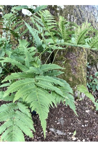Dryopteris goldiana plante