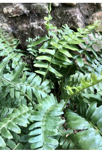 Polystichum acrostichoides plante