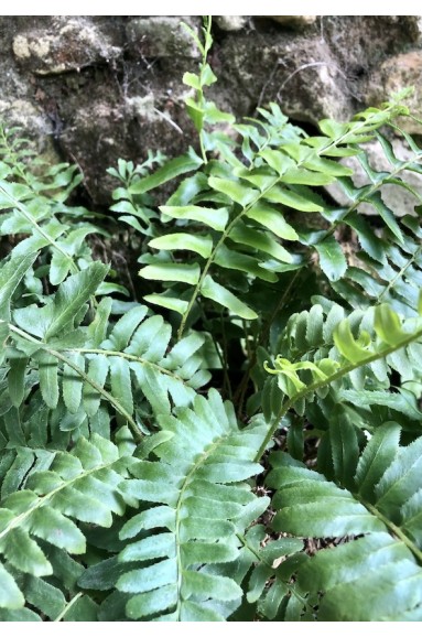 Polystichum acrostichoides plante