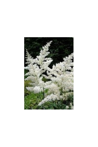 Astilbe x arendsii...