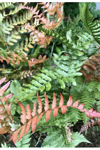 Dryopteris erythrosora plante