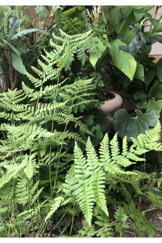 Dryopteris carthusiana