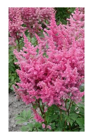 Astilbe x arendsii 'Federsee'