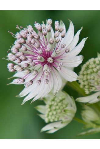 Astrantia major