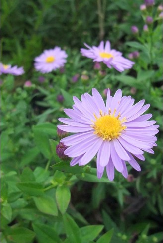 Aster (Symphyotrichum) n.b...