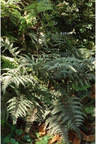 Athyrium niponicum var.pictum