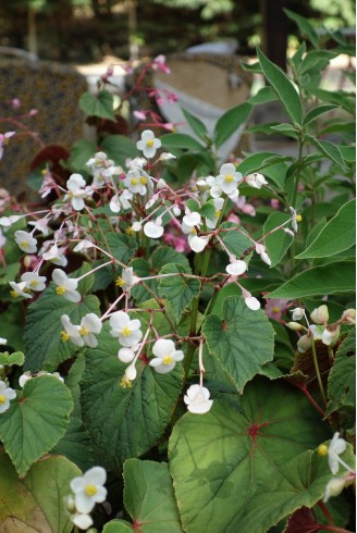 Begonia grandis subsp....