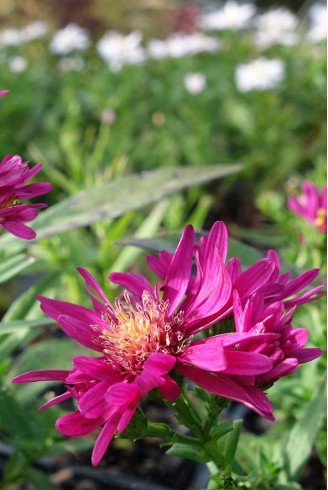 Aster (Symphyotrichum) n.b...