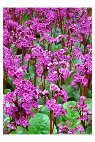 Bergenia 'Abendglut'