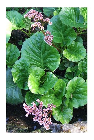 Bergenia crassifolia