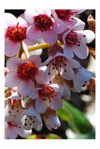 Bergenia pacumbis (ligulata)