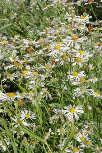 Boltonia asteroides...