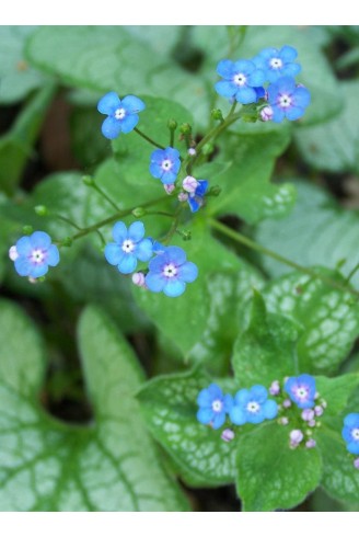 Brunnera macrophylla 'Jack...