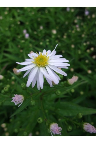 Aster (Symphyotrichum) n.b...