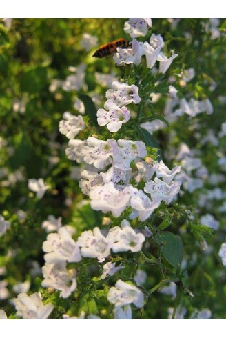 Calamintha nepeta