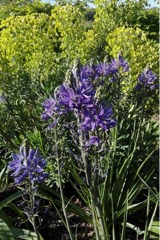 Camassia quamash