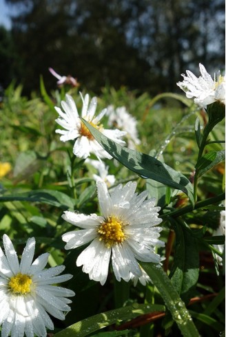 Aster n.b 'White Ladies'