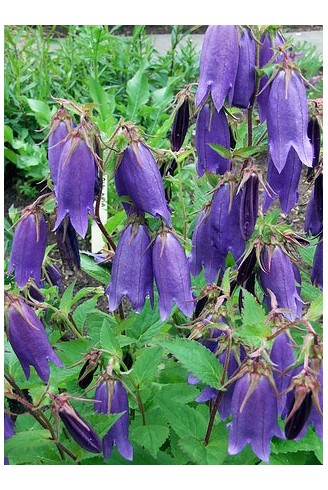 Campanula 'Sarastro'