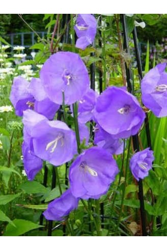 Campanula persicifolia...