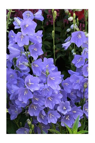 Campanula persicifolia...