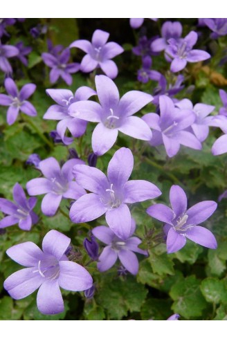 Campanula portenschlagiana...