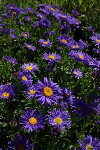 Aster alpinus 'Dunkle Schöne'