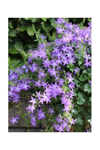 Campanula poscharskyana...