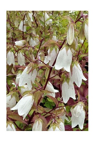 Campanula takesimana 'Alba'