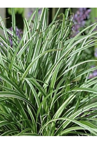 Carex 'Silver Scepter'